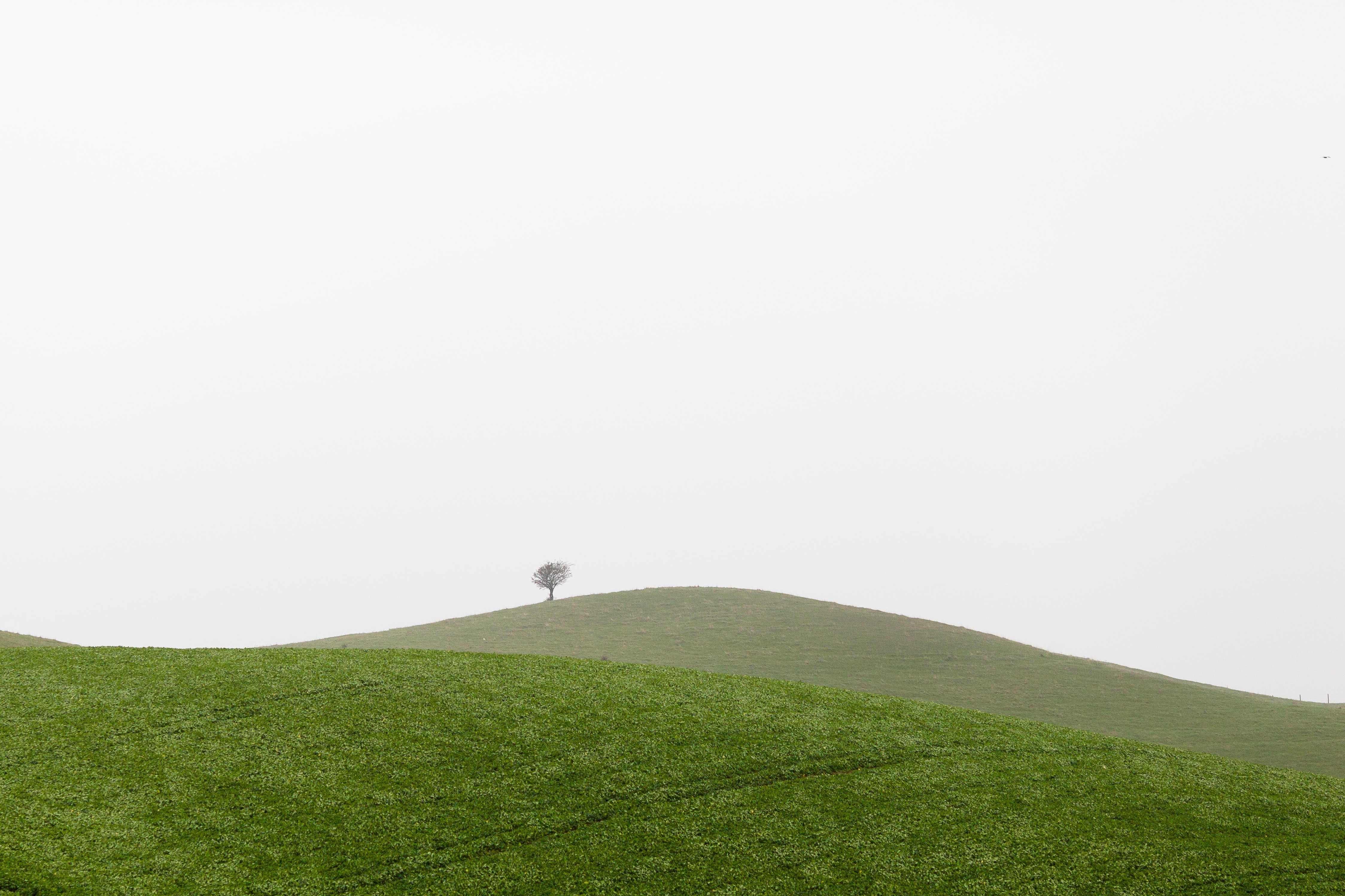 Poem image